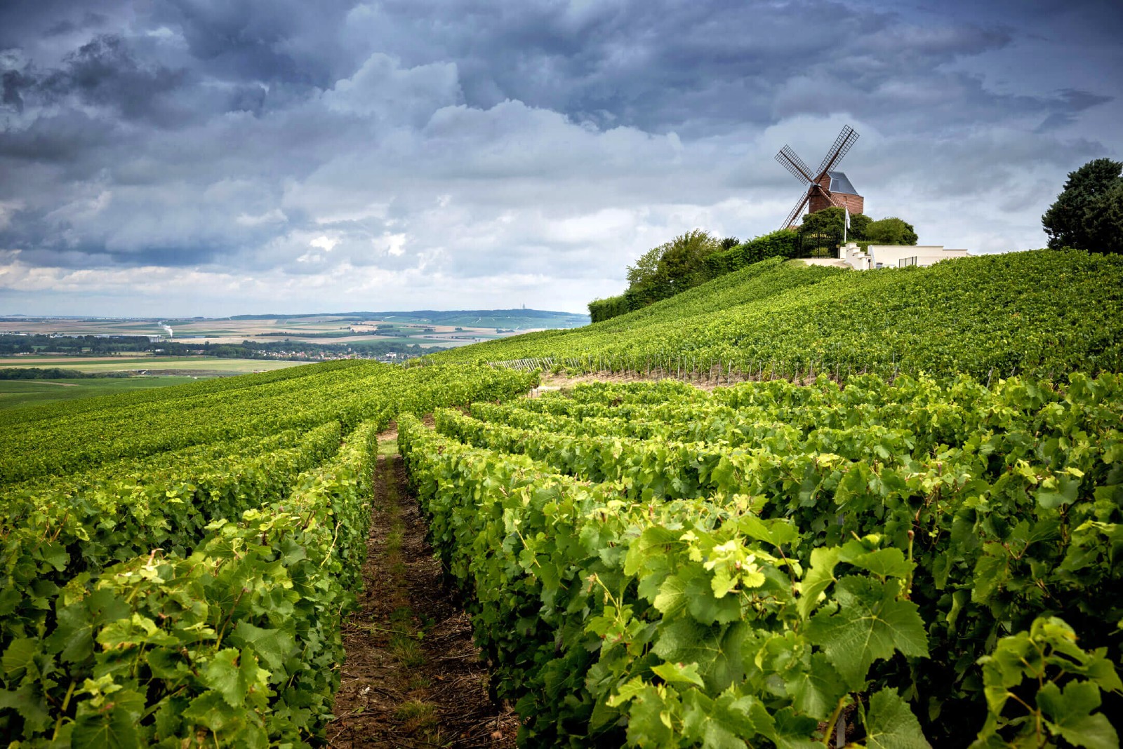 Champagne region vineyards France